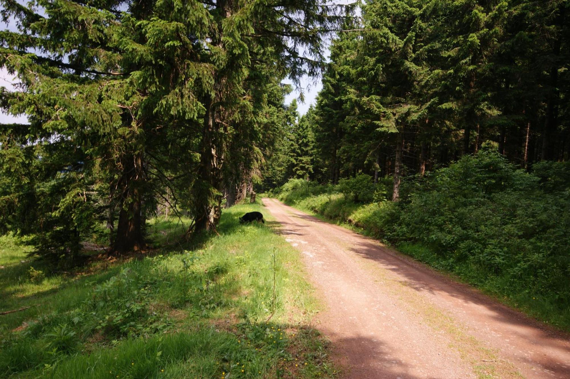 Hoehengasthaus Kolmenhof An Der Donauquelle Hotel Furtwangen Buitenkant foto