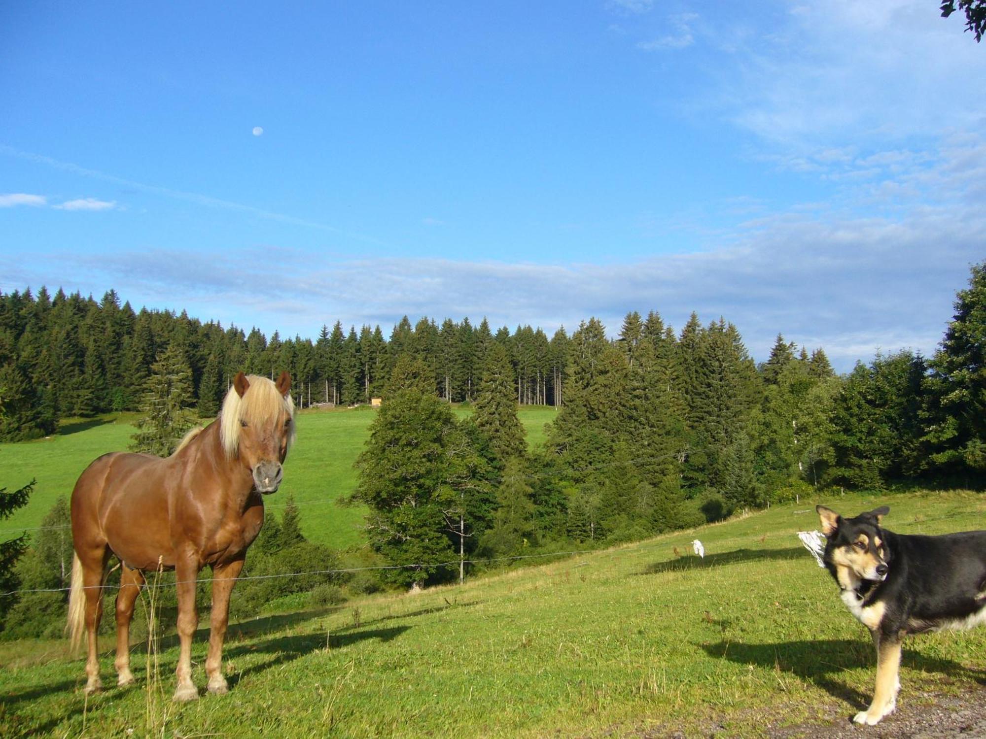 Hoehengasthaus Kolmenhof An Der Donauquelle Hotel Furtwangen Buitenkant foto