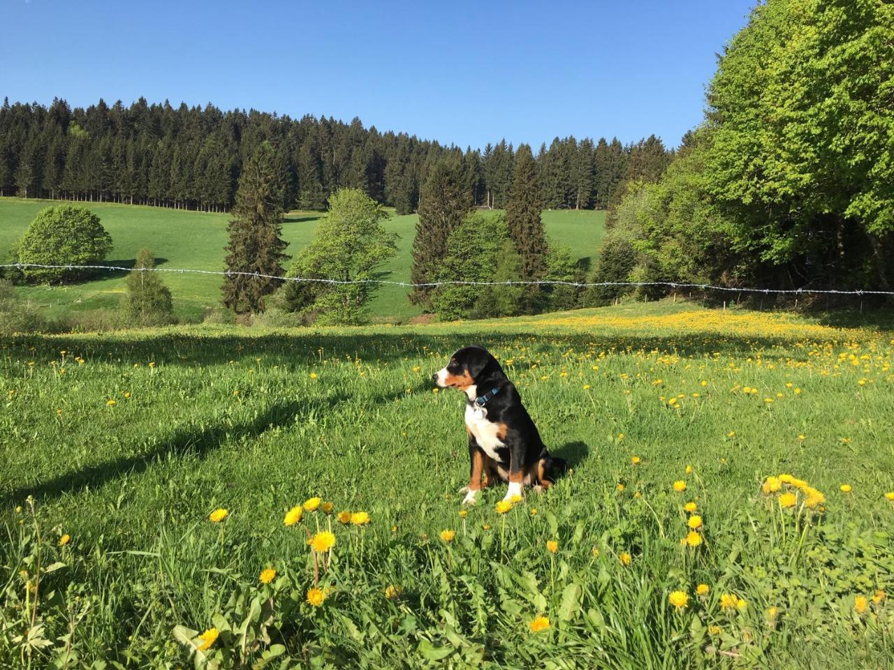 Hoehengasthaus Kolmenhof An Der Donauquelle Hotel Furtwangen Buitenkant foto